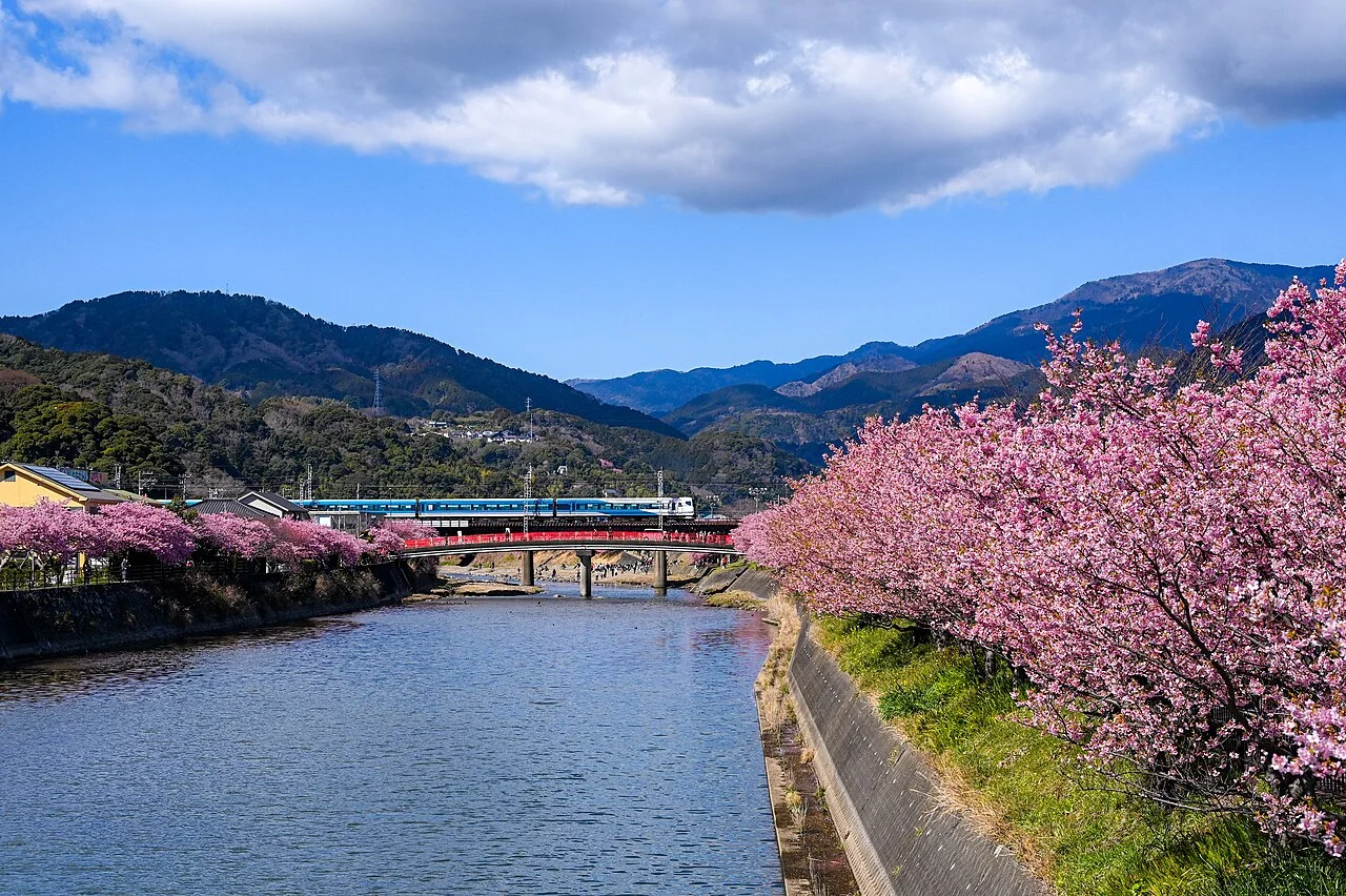 Odoriko train crossing the Kawazu River behind pink cherry trees